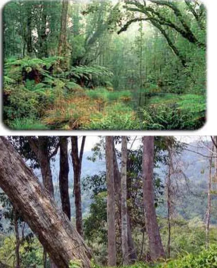 Gambar Hutan di Indonesia 