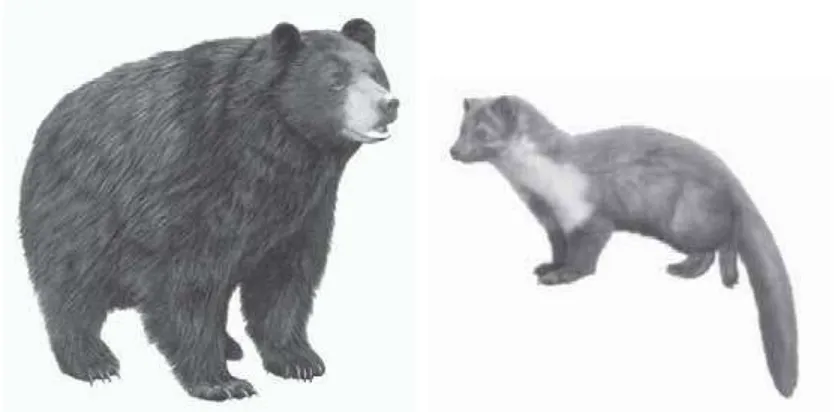 Gambar 3.4 Beruang dan musang merupakan contoh hewan omnivor. 