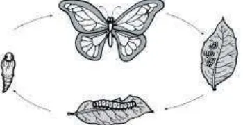 gambar daur hidup kupu-kupu di bawah ini. 