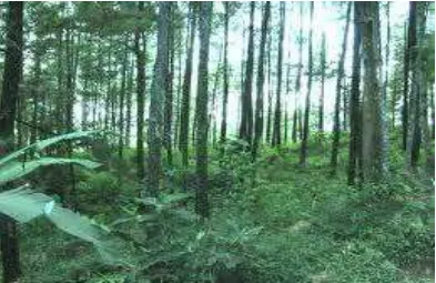 Gambar 3. Lahan Hutan di Kawasan Hulu DAS Padang 