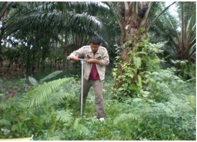 Gambar 4. Lahan Kebun Campuran di Kawasan Hulu DAS Padang 