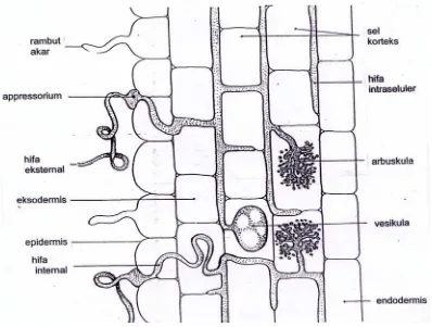 Gambar  1. Penampang  longitudinal  akar  yang  terinfeksi fungi mikoriza (Brundrett   