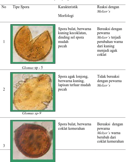 Tabel 10. Karakteristik spora yang ditemukan dari trapping 