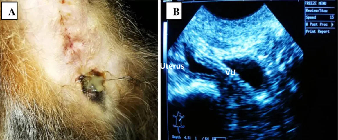 Gambar 1. Leleran nanah pada vulva kucing Tiger (A). Hasil pemeriksaan USG pada organ   uterus kucing Tiger (B)