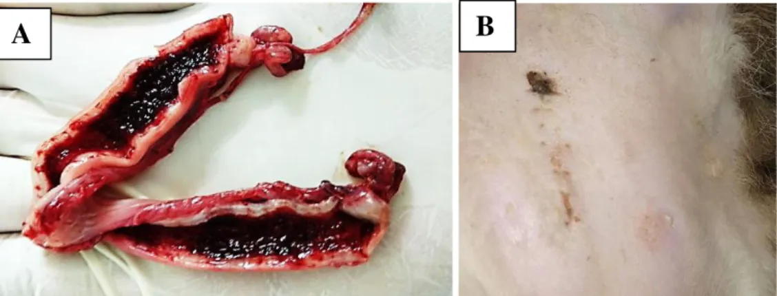 Gambar 3. A) Kondisi uterus yang telah dibuka, dan B) kondisi luka setelah kesembuhan