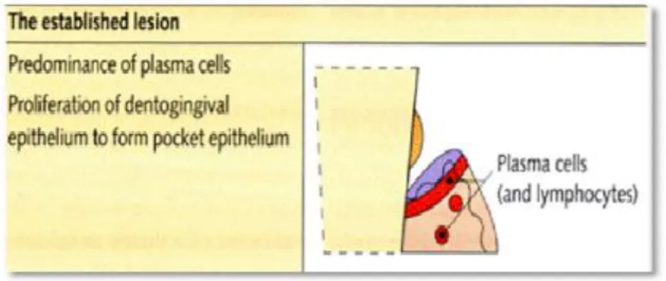 Gambar 2.2: Pembentukan gingivitis 