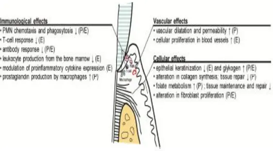 Gambar 2.5: Efek Estrogen (E) dan Progesteron (P) terhadap jaringan periodontal