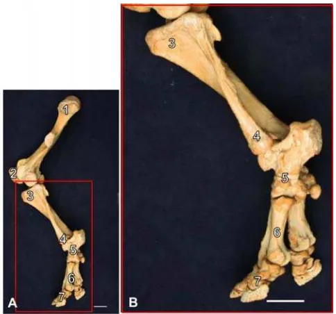 Gambar 1  Morfologi umum skelet kaki belakang Badak Sumatera (A), dan  skelet daerah cruris dan digit (B) tampak lateral (Lestari 2009) 1