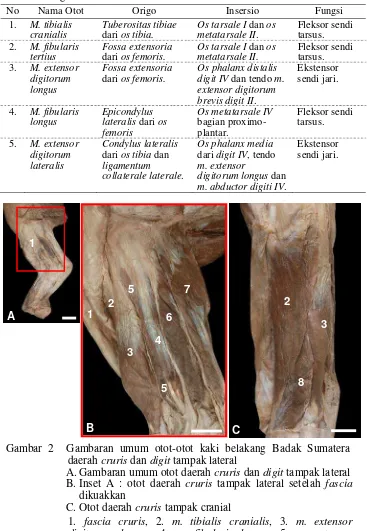 Tabel 1  Origo dan insersio otot-otot craniolateral cruris 