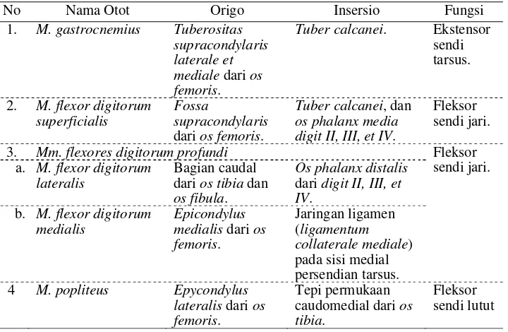 Tabel 2  Origo dan insersio otot-otot caudal cruris 