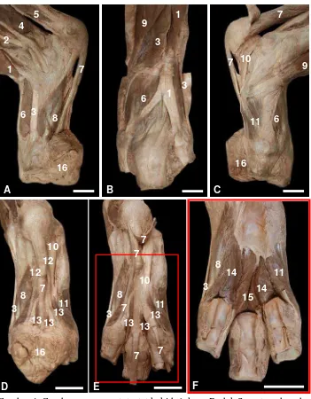 Gambar 4  Gambaran umum otot-otot kaki belakang Badak Sumatera daerah digit  A, B, C Otot daerah digit tampak lateral, dorsal, dan medial D