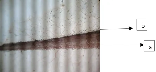 Gambar 1. Pembuluh darah pada ekor kecebong Bufo Sp.