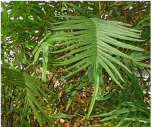 Gambar (Picture) 1. Pteris vitata, salah satu tumbuhan paku hiperakumulatorarsen.  (Pteris vitata,  an arsenic hyper-accumulator fern)Sumber: Wilkipedia, 2008