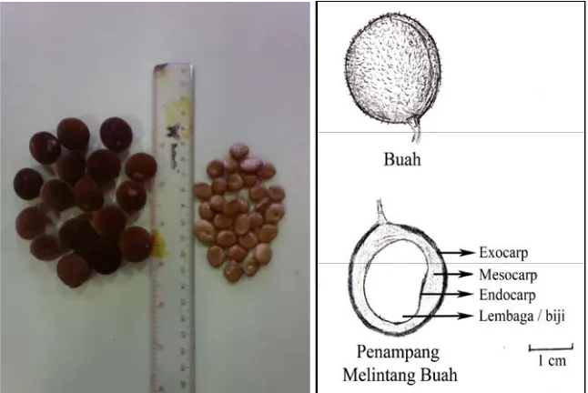 Gambar 1. Buah, benih dan penampang membujur buah D. platysepalum(Gambar sebelah kanan digambar oleh Priyono)