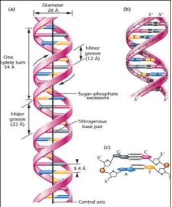 Gambar 8. Struktur heliks DNA 13 