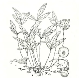 Gambar 1 Morfologi tanaman kacang bogor ( Vigna subterranea (L.) Verdcourt).  Sifat pembungaan (1); Bunga (2); Buah (3);  Benih (4)