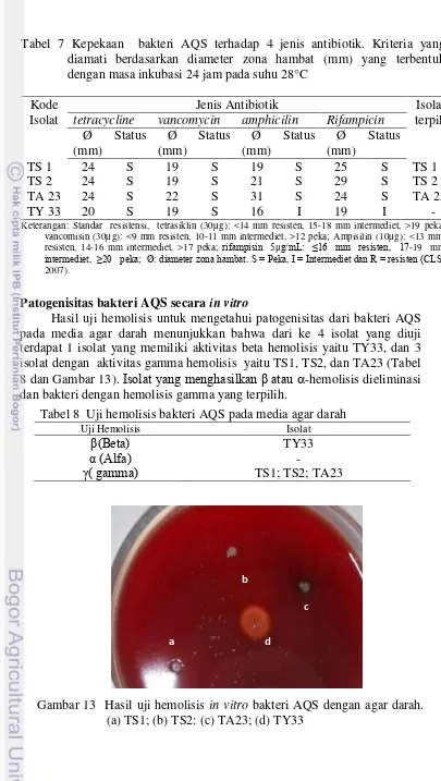 Gambar 13  Hasil uji hemolisis in vitro bakteri AQS dengan agar darah. (a) TS1; (b) TS2: (c) TA23; (d) TY33  