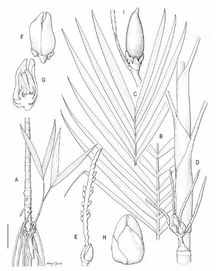 Figure 2. Areca dransfieldii Heatubun. A, Stem, stiltroots and clustering habit. B, Middle portion of leaf