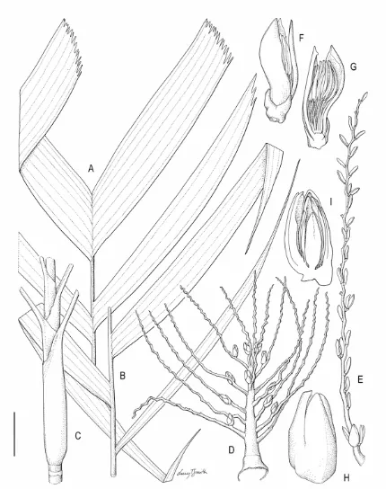 Figure 4. of leaf. C, Petiole, leaf sheath and crownshaft. D, Inflorescence with pistillate flowers still attached