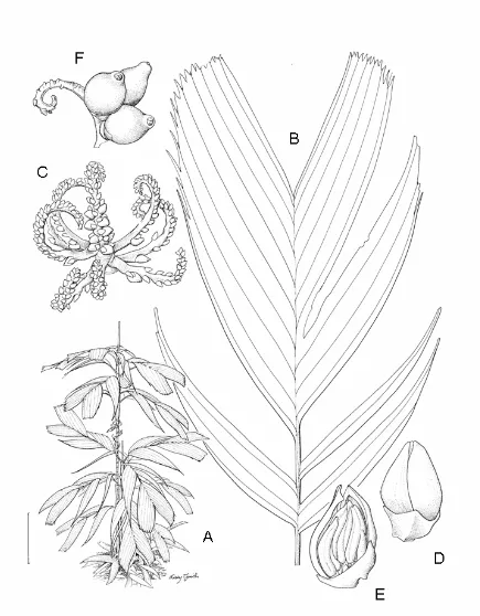 Figure 5. whole and in section. F, Fruit still attached to rachilla. Scale bar: A = 31.5 cm; B = 3 cm; C and pistillate flowers in bud and their arrangement on rachillae