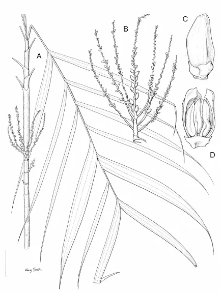 Figure 6. Areca mogeana Heatubun. A, Stem, leaf and inflorescence. B, Inflorescence showing staminate and pistillate flowers in bud and their arrangement on rachillae