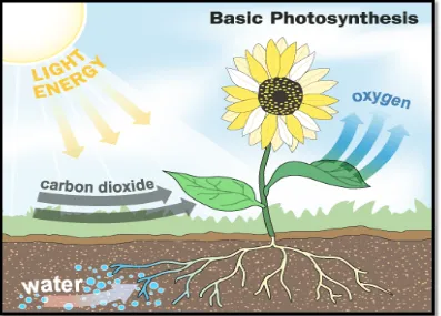Gambar reaksi fotosintesis 