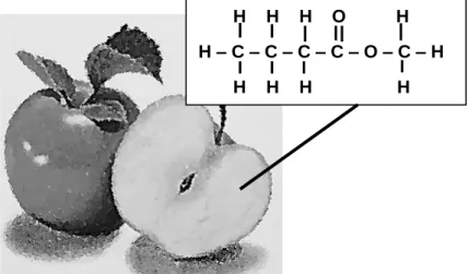 Diagram  shows  the  structural  formula  of  ester  that  produces  the  fragrant  smell  found  in  green apple