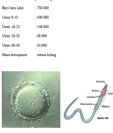 Gambar sperma dan ovum