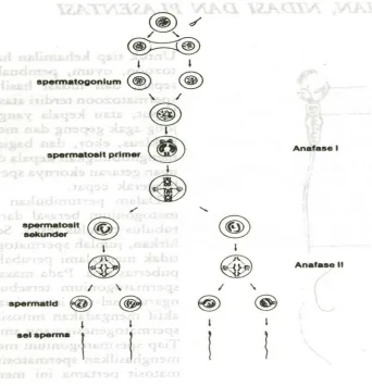 Gambar spermatogenesis