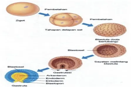 Gambar. Pertumbuhan dan perkembangan embrionik.
