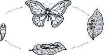 gambar daur hidup kupu-kupu di bawah ini. 