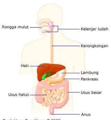 Gambar Organ Pencernaan Manusia 