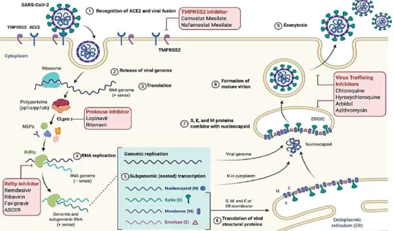 Gambar 1. Patogenesis SARS-CoV-2 (Malik et al., 2020)