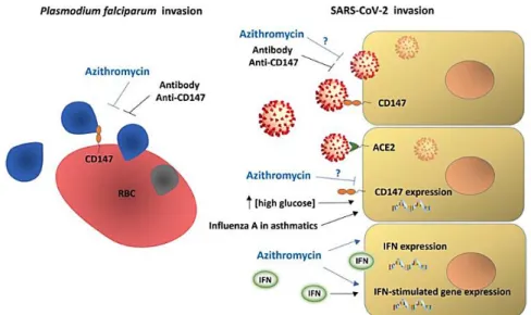 Gambar 3. Mekanisme potensi azitromisin pada terapi COVID-19 (Ulrich &amp; Pillat, 2020) 