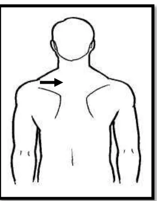 Gambar 2.9 Arah gerakan masase pada  otot trapezius 