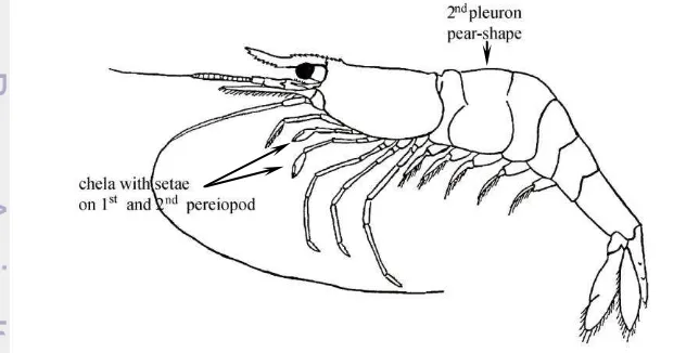 Figure 1 Morphology of Caridina shrimp (modified from von 
