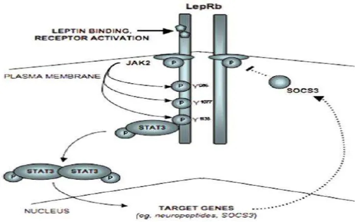 Gambar  2.4. Jalur aktivasi intraseluler yang diikuti pengikatan leptin pada LepRb. 