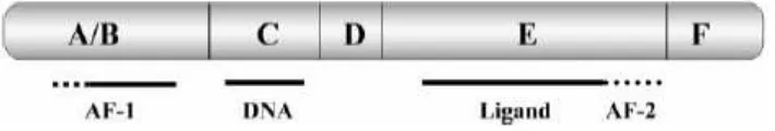 Gambar 2.8. Diagramatis struktur domain nuclear reseptor (Nilsson,2001) 