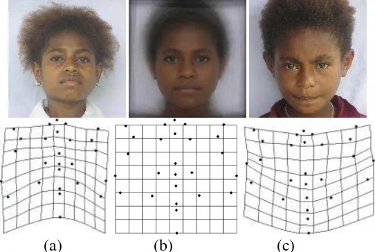 Gambar 7. Wajah depan wanita Suku Arfak dan grid deformasinya (a) Wajah individu No. 1, (b) Wajah Umum, (c) Wajah individu No.19 