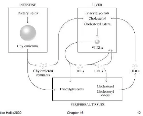 Gambar 2.1 Kesimpulan metabolisme lipoprotein (Prentice Hall, 2002) 