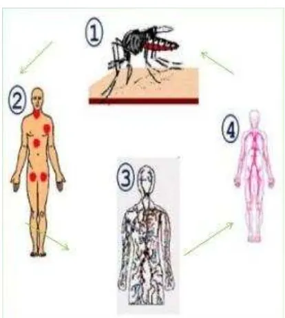 Gambar 1.2. Transmisi Virus Dengue 