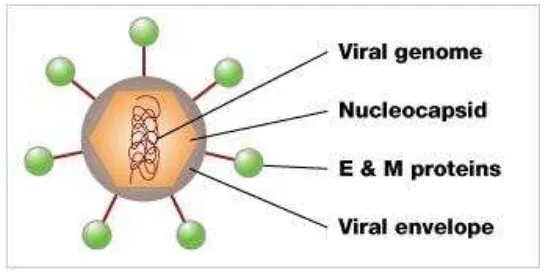 Gambar 2.1 Struktur Virus Dengue 