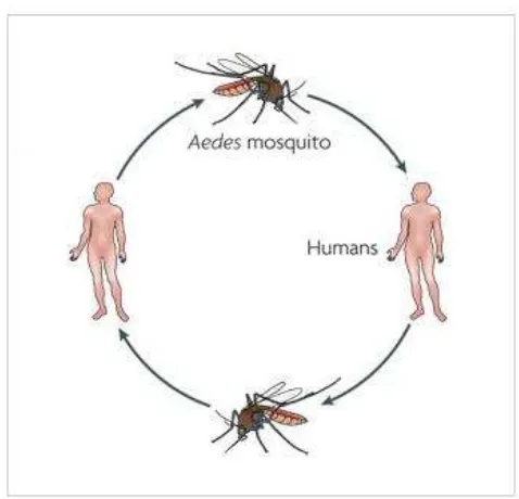 Gambar 2.3 Transmisi Virus Dengue 