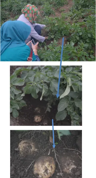 Gambar 1. Tim IbM (no 1, no2 dan no 4 dari kiri ke kanan)  berada dilahan Demplot kentang berumur 30 hari setelah tanam, 