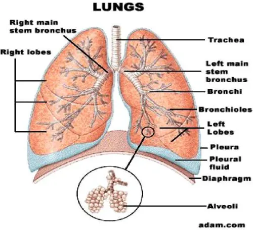Gambar. Bagian-bagian pada paru-paru manusia.