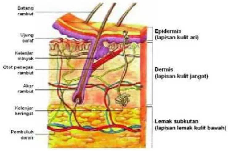 Gambar. Struktur pada kulit manusia.