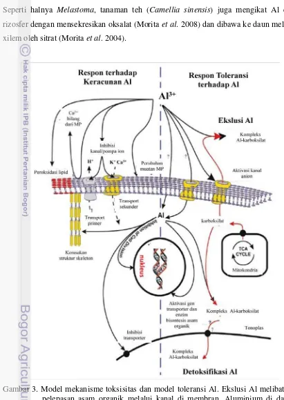 Gambar 3. Model mekanisme toksisitas dan model toleransi Al. Ekslusi Al melibatkan  