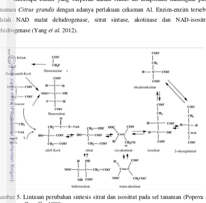Gambar 5. Lintasan perubahan sintesis sitrat dan isositrat pada sel tanaman (Popova & 