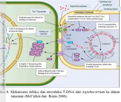 Gambar 8. Mekanisme infeksi dan introduksi T-DNA dari Agrobacterium ke dalam sel 
