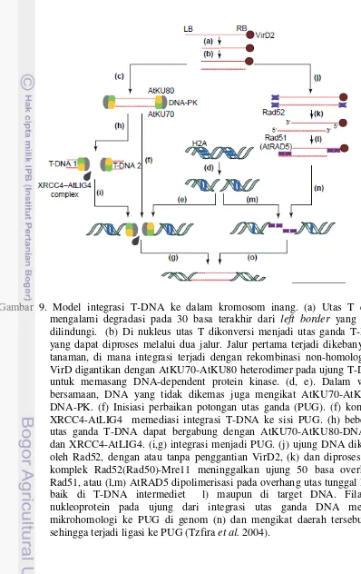 Gambar 9. Model integrasi T-DNA ke dalam kromosom inang. (a) Utas T dapat 